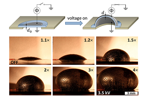 Electrical response of a circular diaphragm composed of a pure bottlebrush elastomer upon electroactuation with increasing voltage and without any external pre-strain. The numbers indicate the electric field-induced area expansion under constant-volume conditions at room temperature.