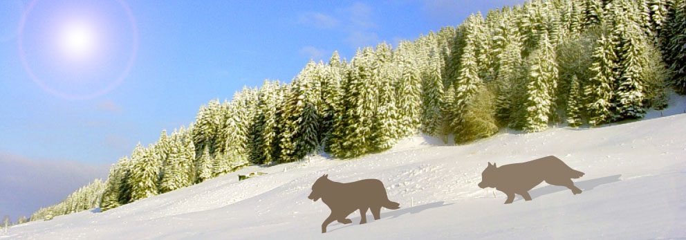 Graphic: Wolves