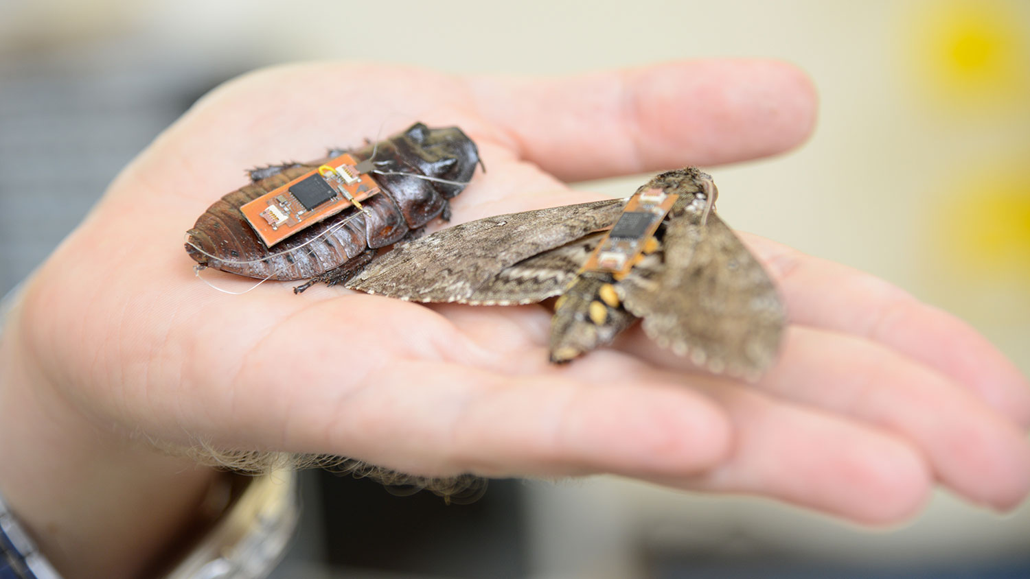 insect cyborgs or biobots