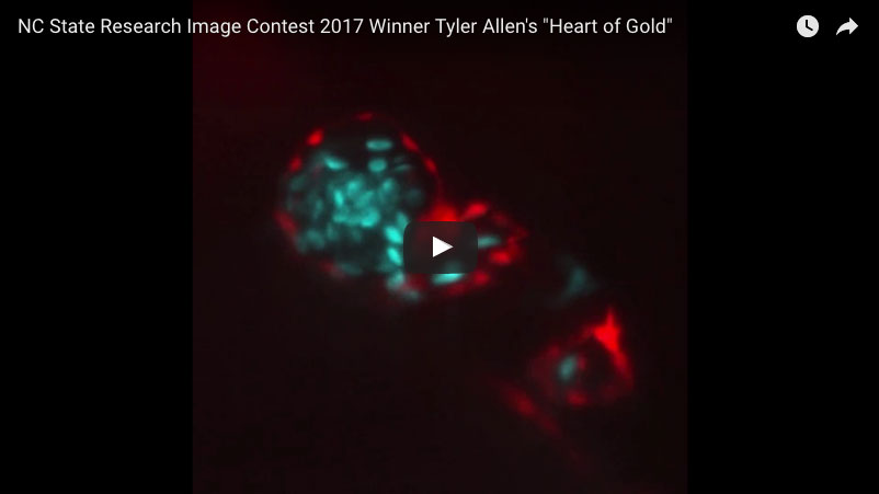 First place for video among graduate students and postdocs goes to Tyler Allen, a Ph.D. student in NC State’s Comparative Biomedical Sciences program, for the glowing video he titled “Heart of Gold,” showing how researchers study zebrafish hearts for their potential to help humans with heart diseases. (The video can be seen at the top of this post.)