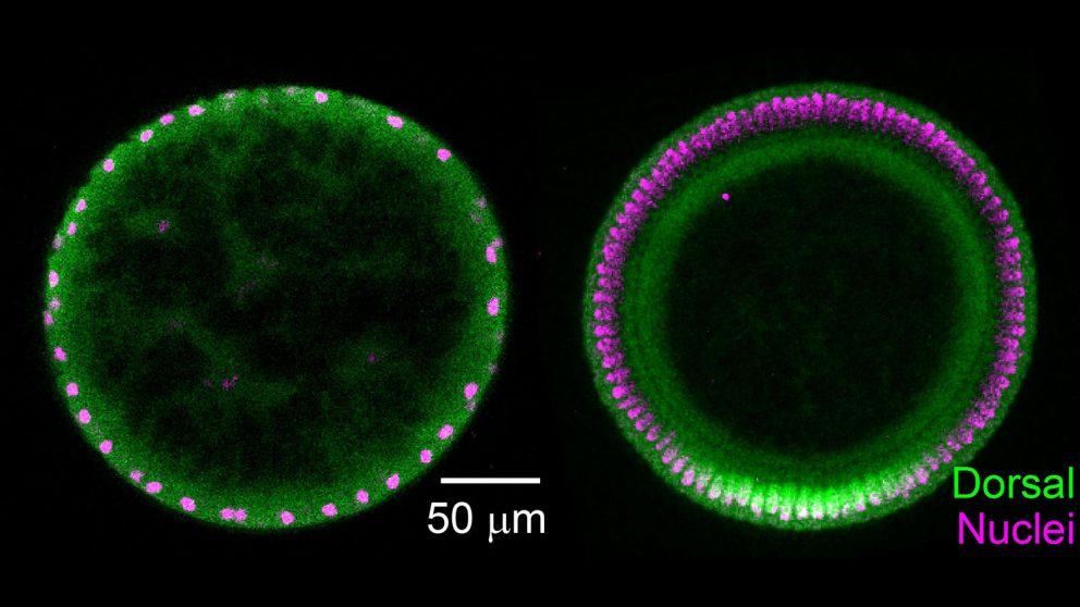 Diffusion causes the signal (Dorsal proteins; green) to concentrate on the ventral (lower) side of the embryo over time. Left side: Cross section of young embryo, 1-1.5 hrs old, with uniform amounts of Dorsal protein spread throughout the embryo. Right side: Cross section of older embryo, 2.5 hrs old, with Dorsal protein concentrated on the ventral (lower) side.