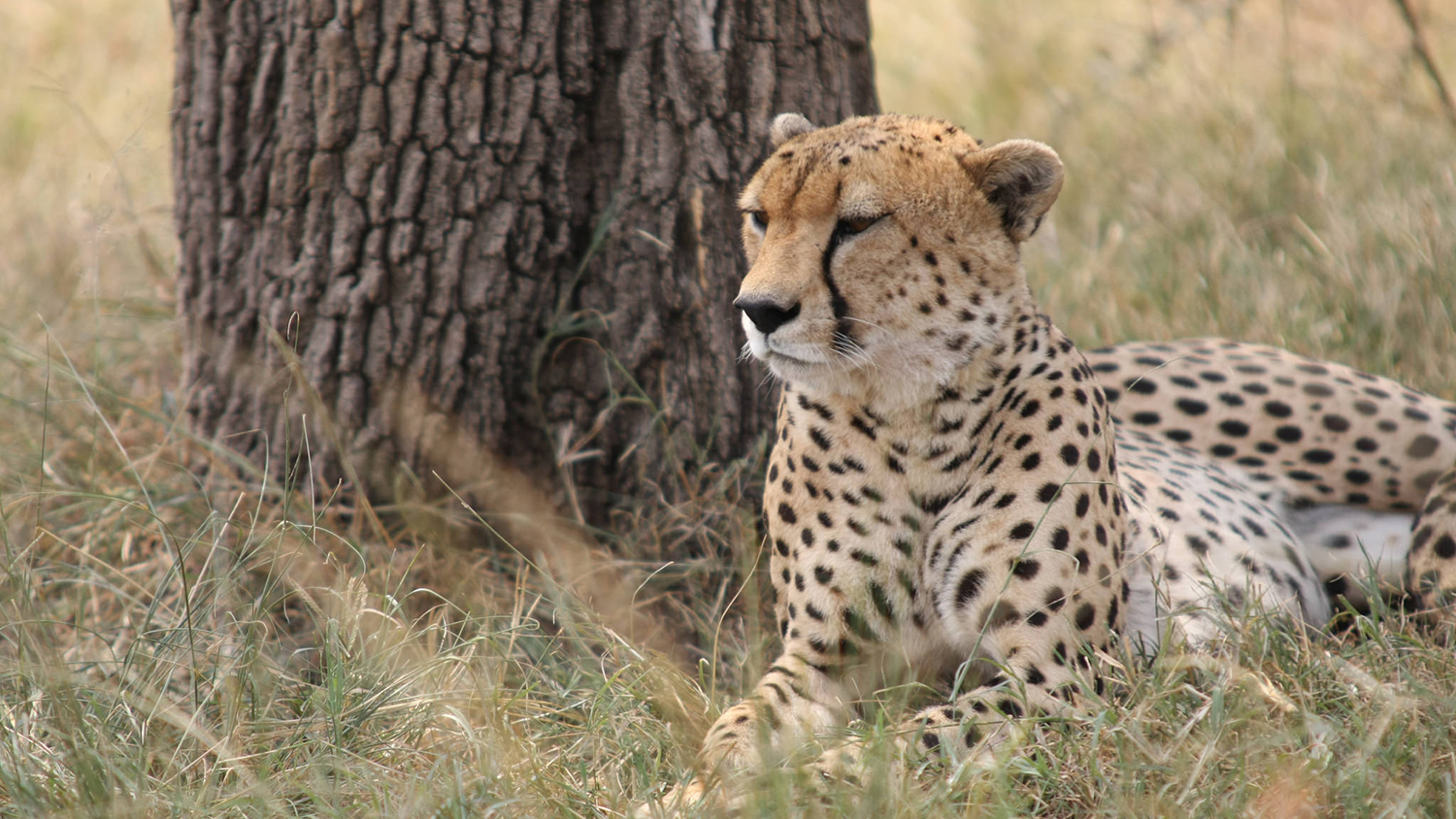 Cheetah