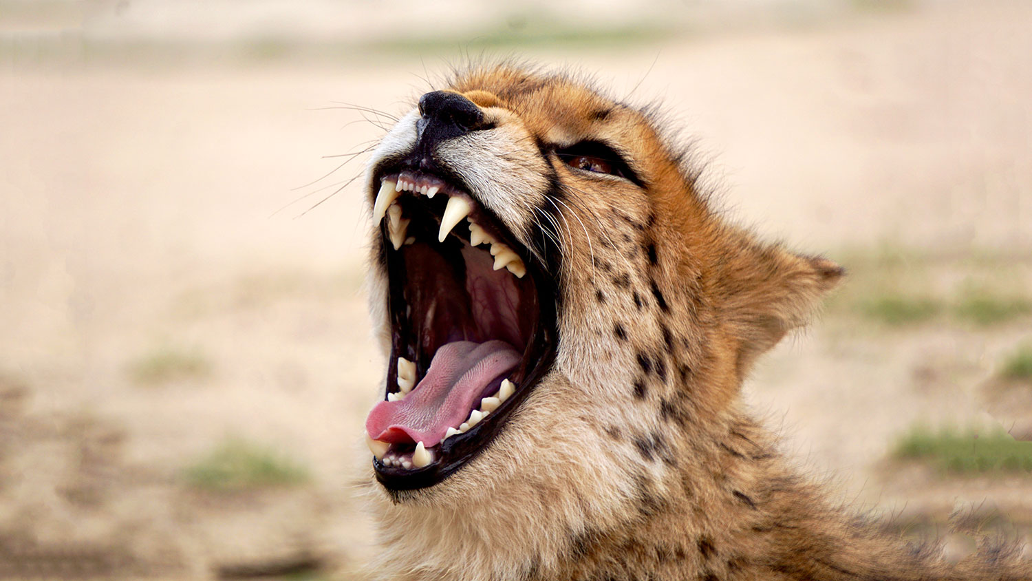 leopard roaring