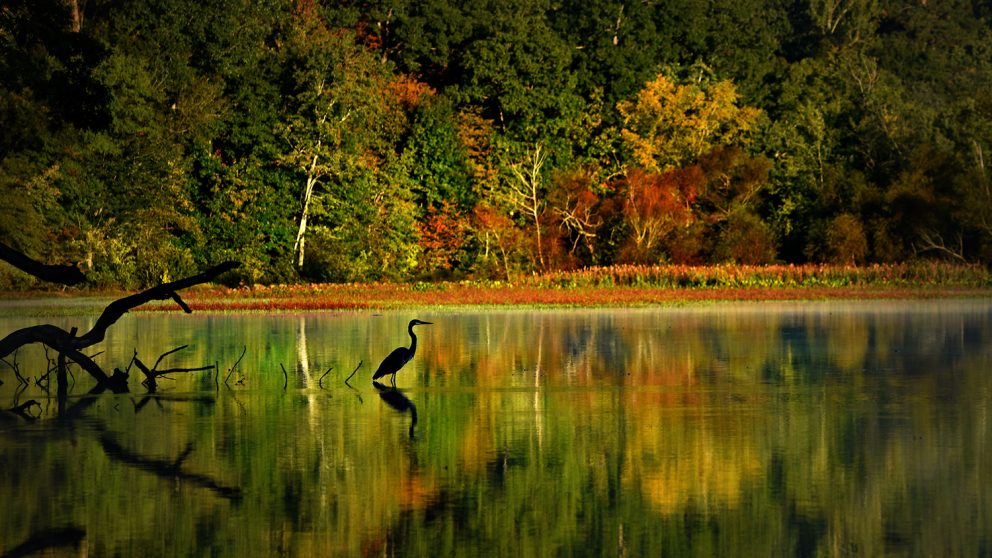 A heron awaits an early breakfast in Lake Raleigh.