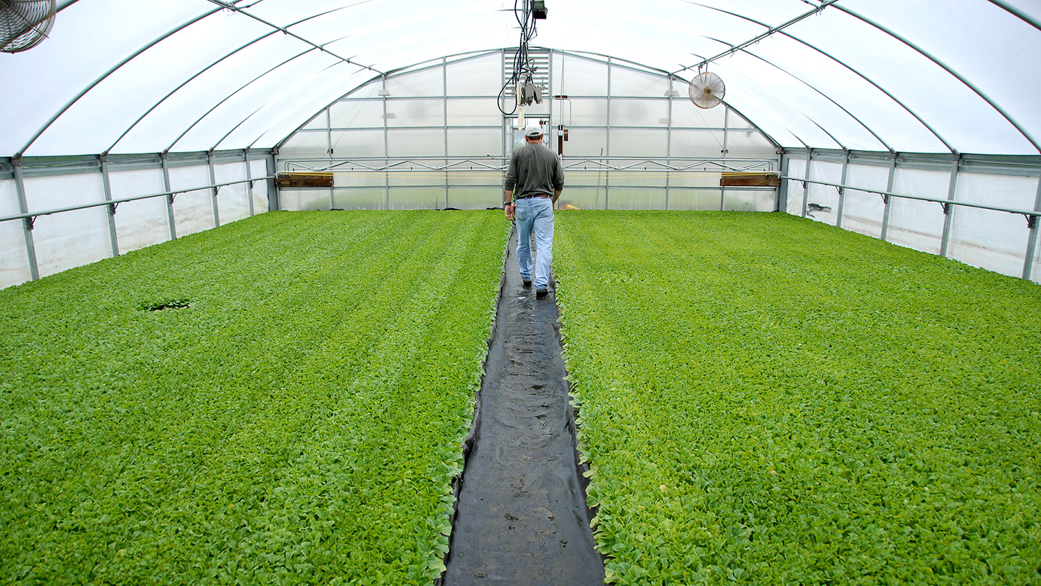 Extension agent looks over tobacco plants in a hyrdoponic greenhouse in Kinston. PHOTO BY ROGER WINSTEAD