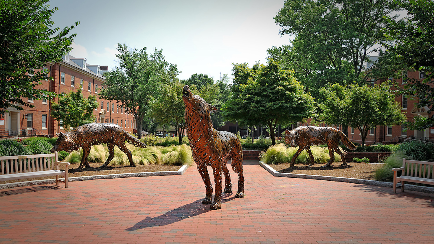 Copper wolves on central campus.