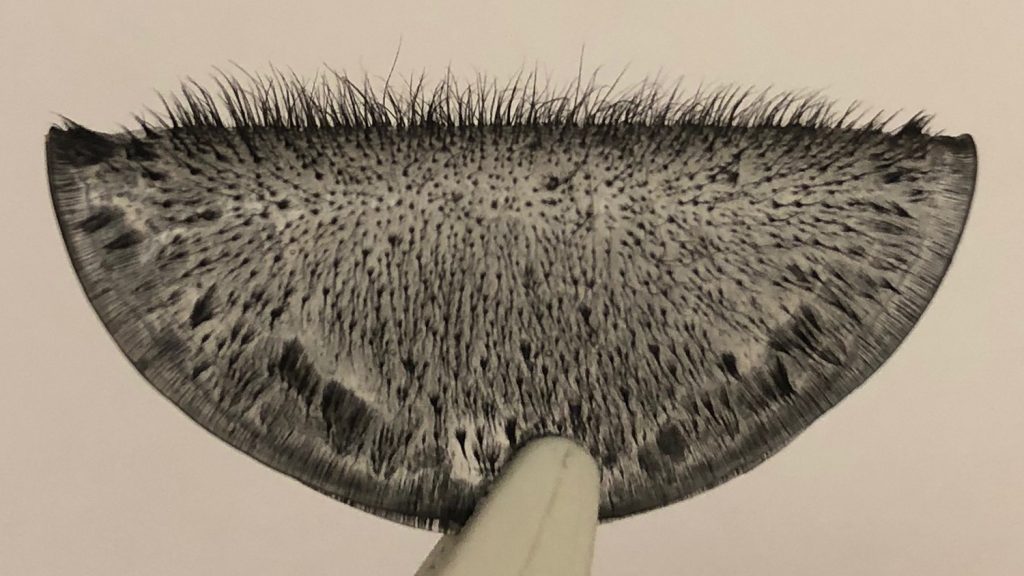 Photograph of an array of magnetic cilia, folded and held in the tip of tweezers. Photo credit: Jessica A.-C. Liu.