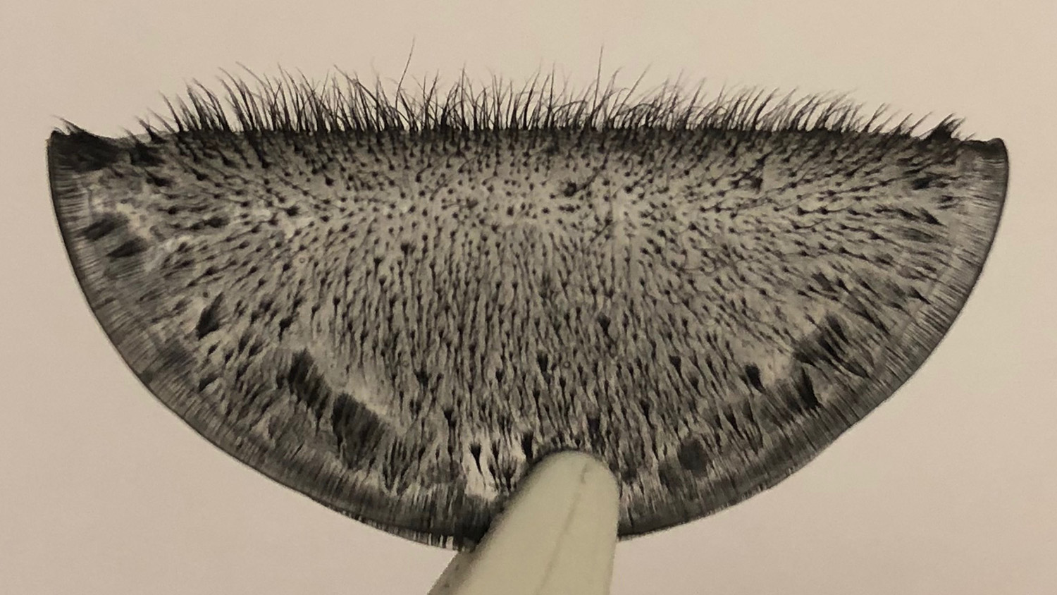 Photograph of an array of magnetic cilia, folded and held in the tip of tweezers. Photo credit: Jessica A.-C. Liu.