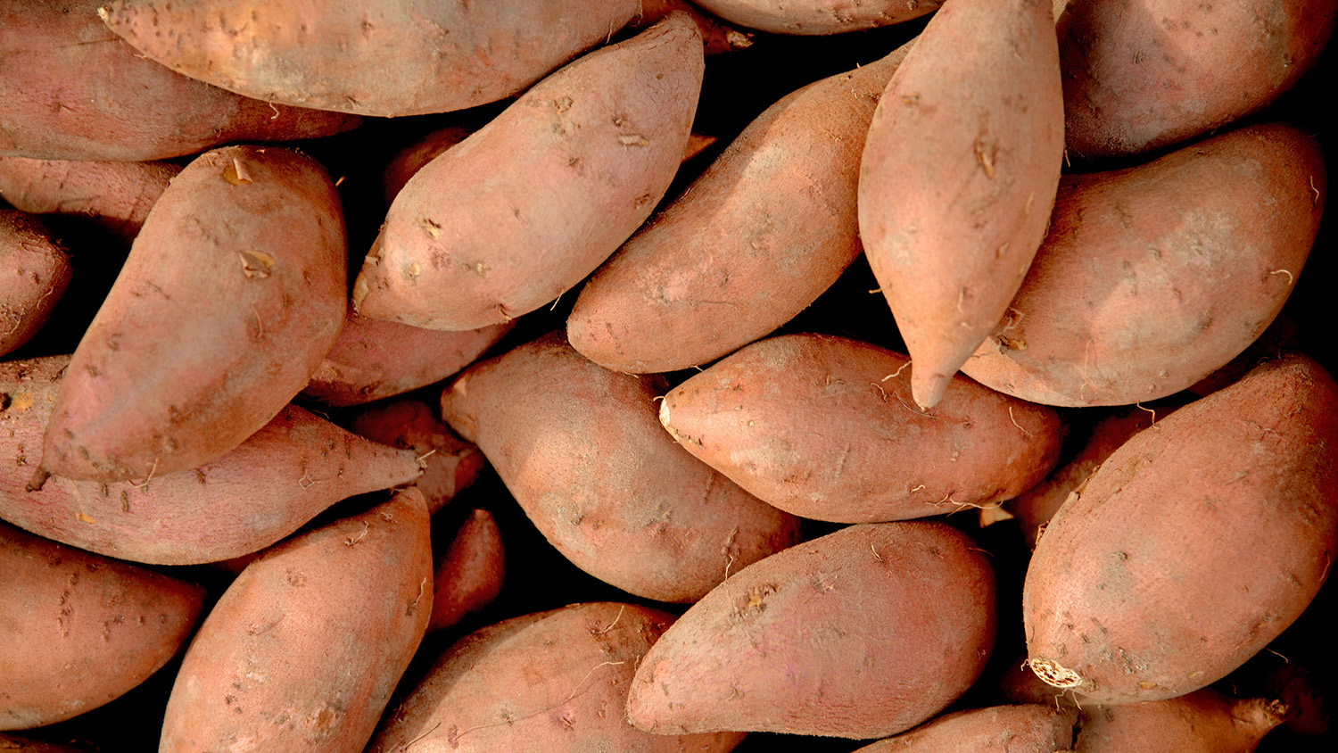 A bunch of sweetpotatoes