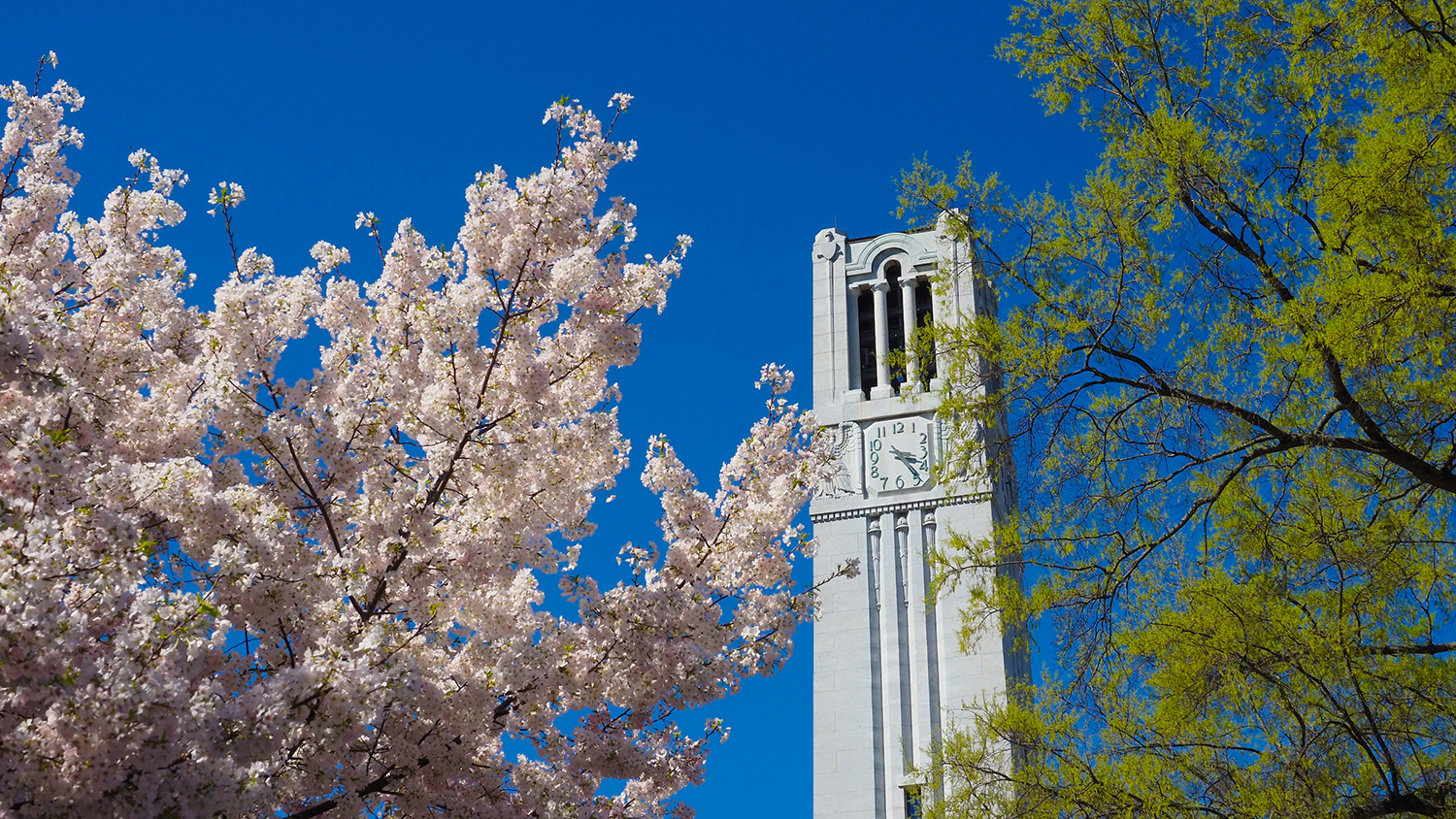 image of NC State belltower behind cherry blossoms and trees