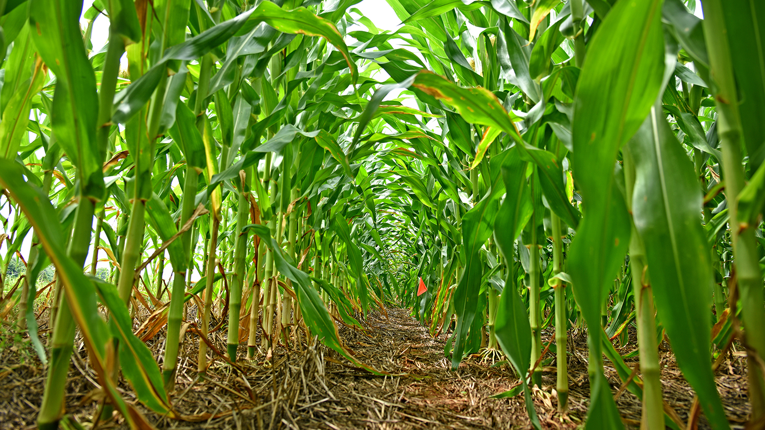 View from within rows of corn in a Rowan County field.