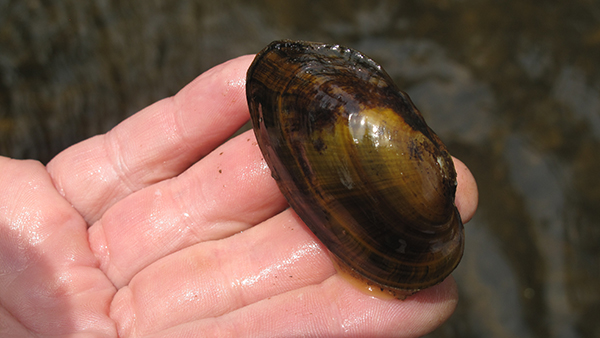 A mussel with shell being held in a person's hand.