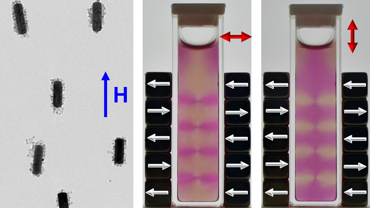 Electron micrograph of gold nanorods overcoated with iron oxide nanoparticles and aligned in a magnetic field.