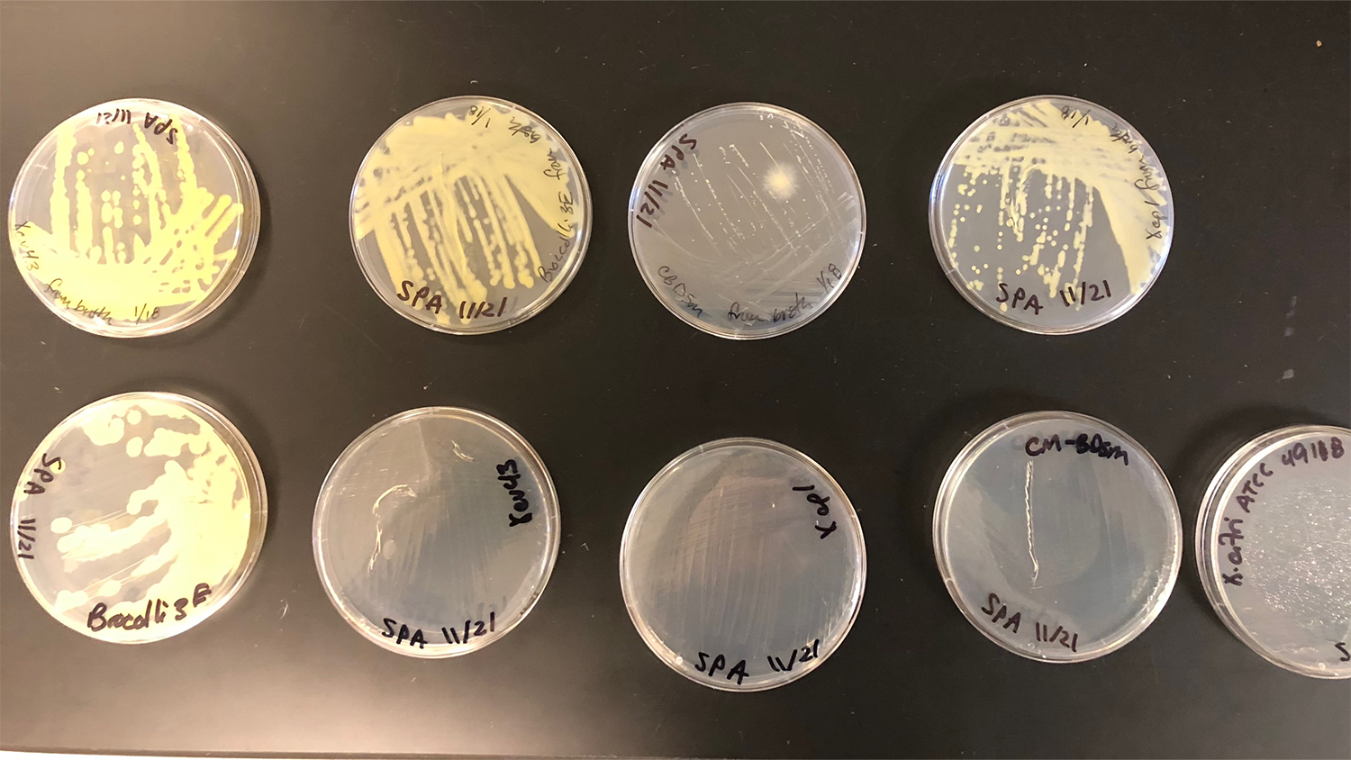 Closeup image of 9 petri dishes.