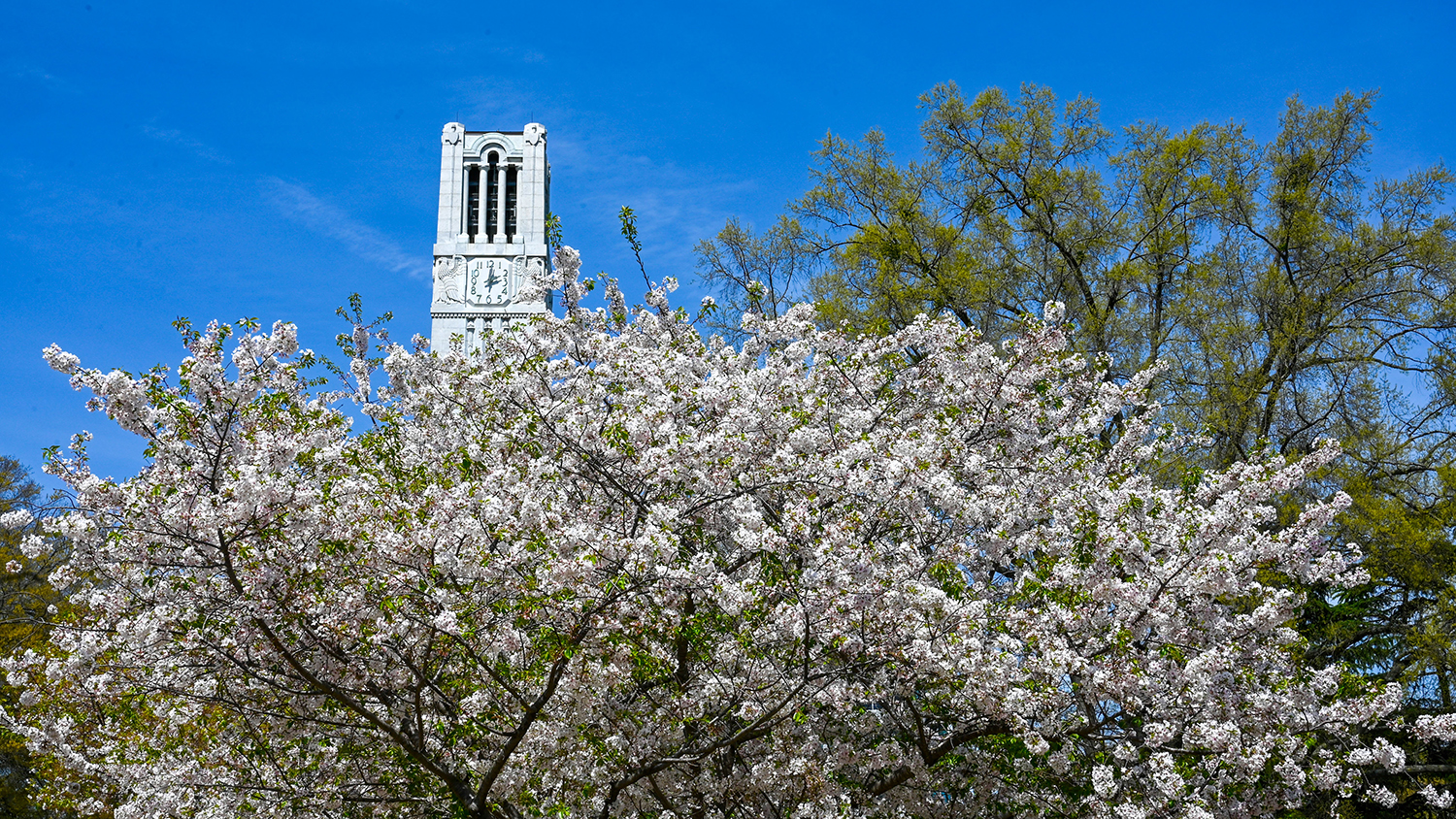 The North Carolina State University belltower, framed by flowering trees during spring beneath a deep blue sky.