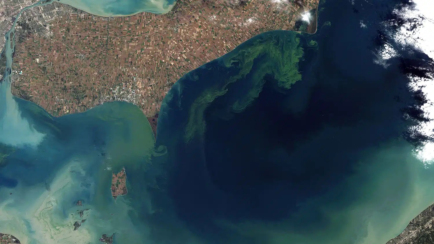 The green plumes in this satellite image of Lake Erie from 2011 are algal blooms extending from the northern shore. Image is from NASA Earth Observatory.