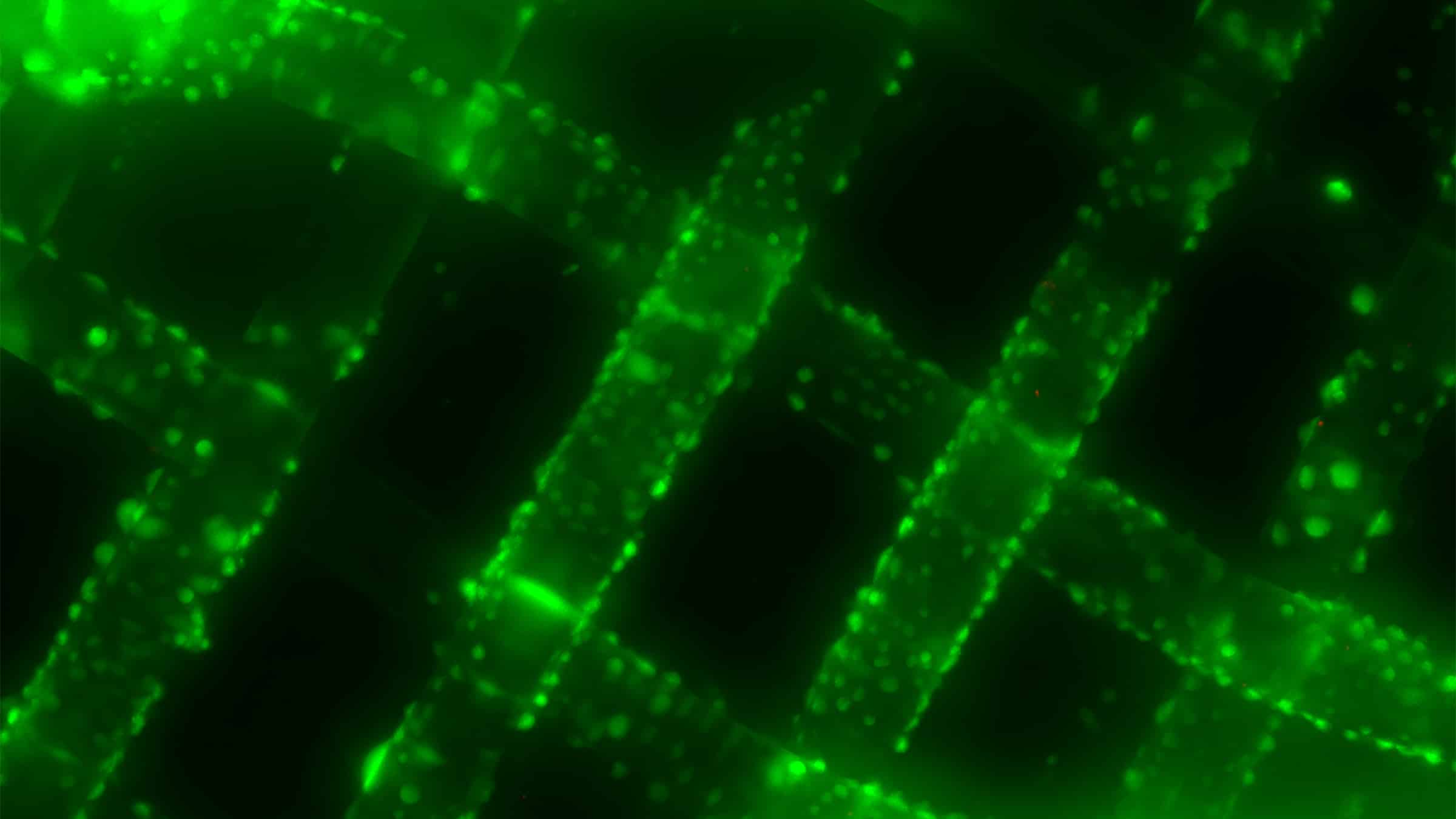 Microscopic view of fiber robot showing cross-stitch type pattern colored transluscent green on a black background.