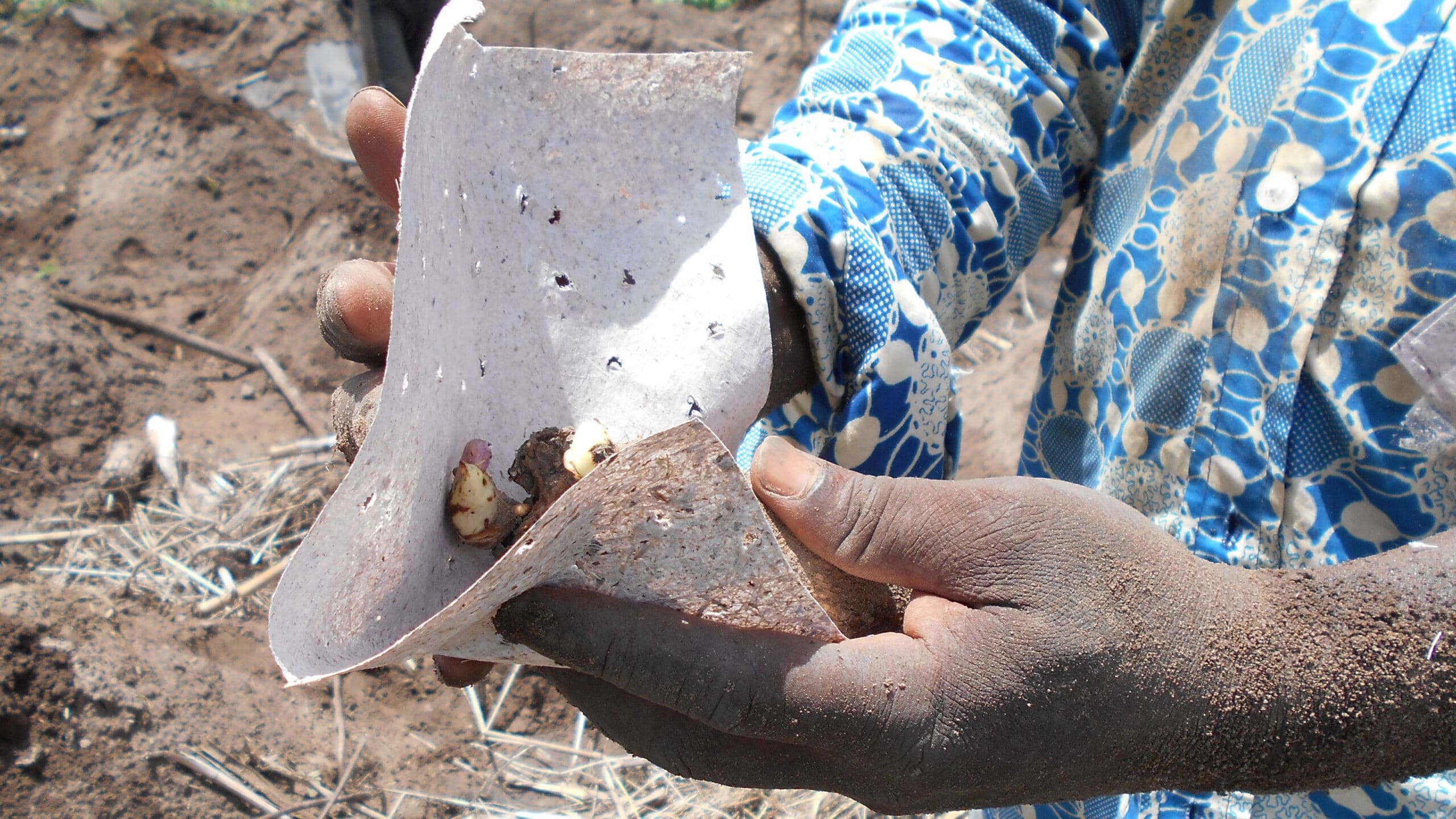 Close-up photo of man holding a yam tuber partially wrapped in banana paper prior to planting.