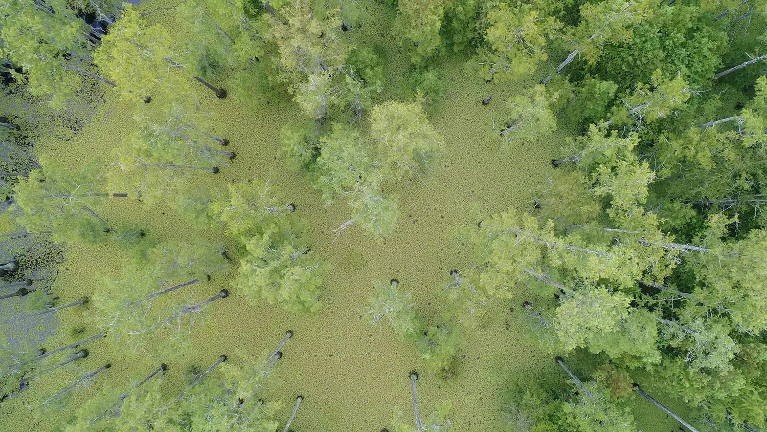 Aerial view of green wetland.