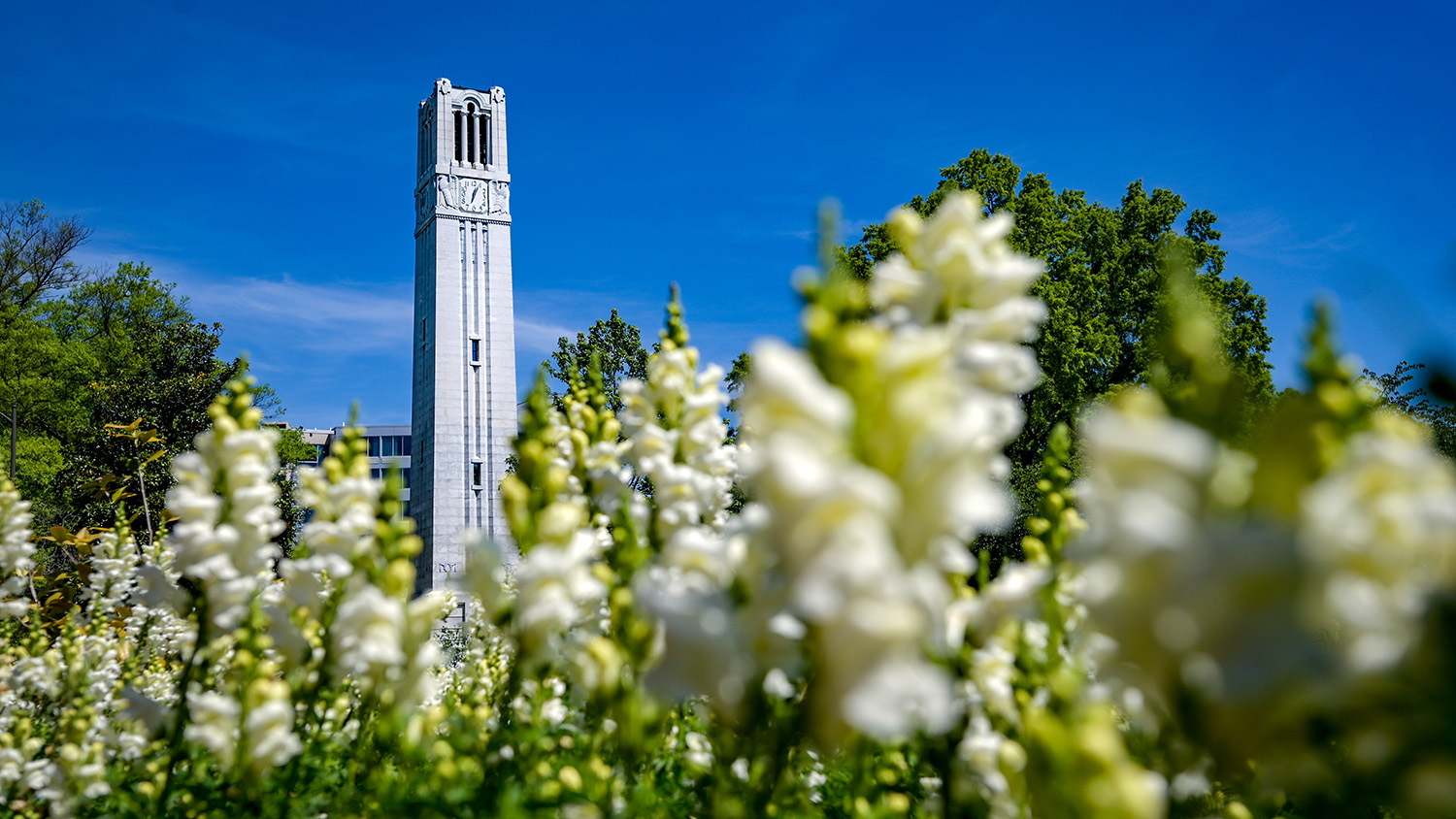 NC State Belltower in front of blue sky and behind blooming white flowers.