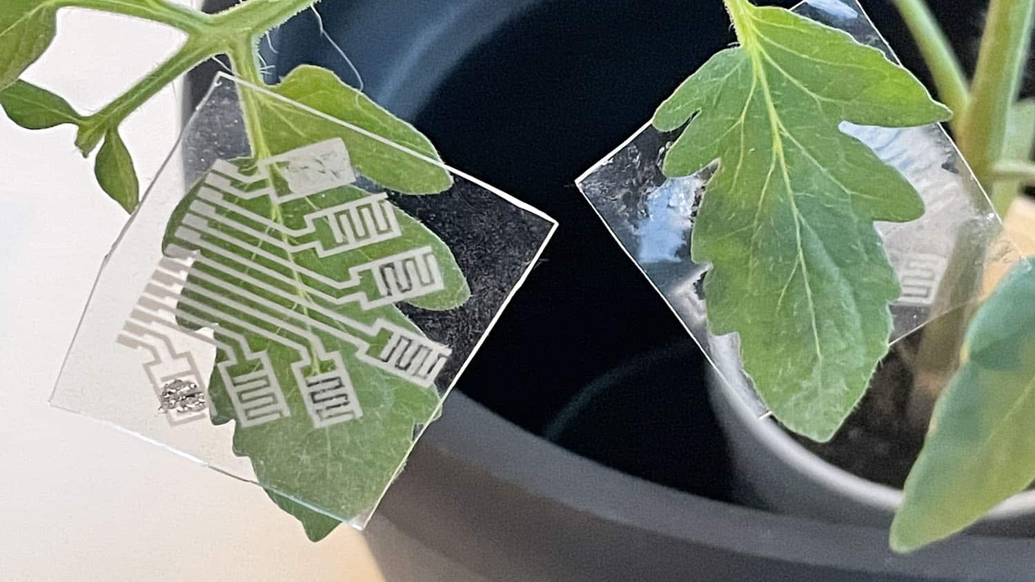 Image shows an electronic patch attached to the leaf of a tomato plant.
