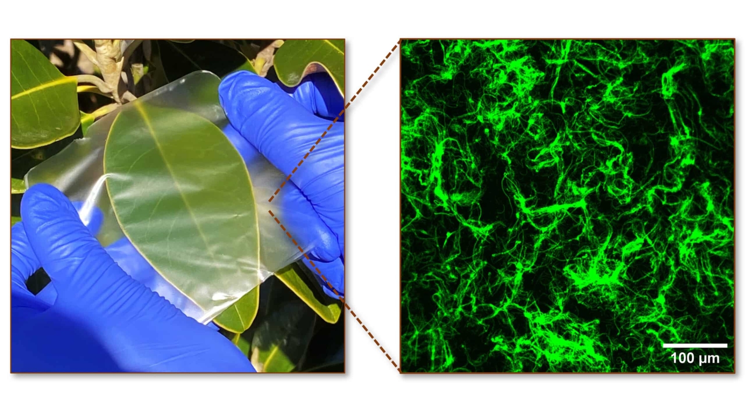 View of biopolymer film on left and microscopic view of the film on right.