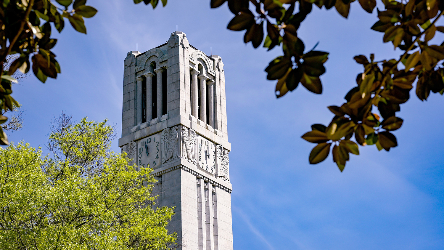 View of NC State belltower as viewed framed by several trees in the foreground and a bright blue sky behind.